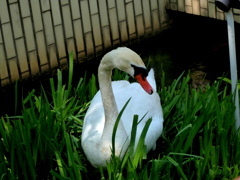 荒川自然公園の人口小沼にはまった白鳥