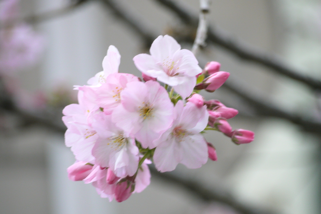 千住柳原の団地公園の千里香桜