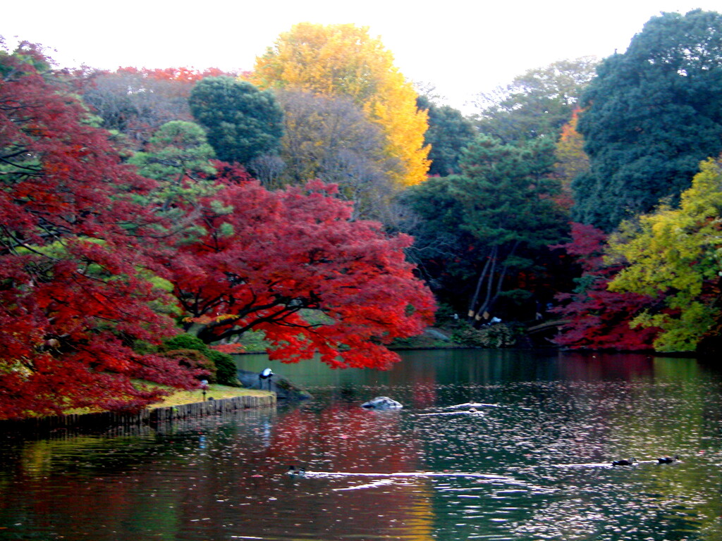 六義園の紅葉の池