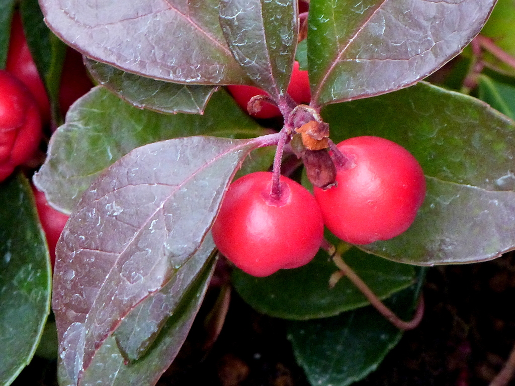 チェッカーベリー