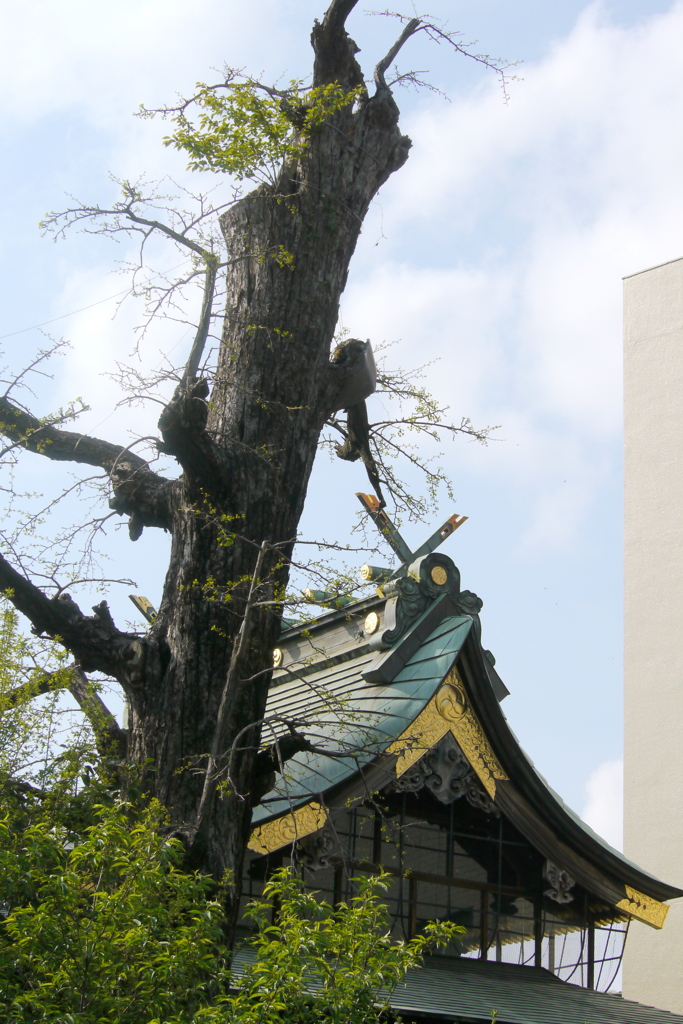 素戔嗚神社の男性神様の千木ではない古木銀杏の女性神のお社
