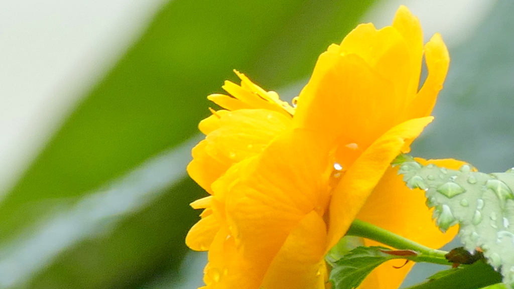雨の日のよこがお