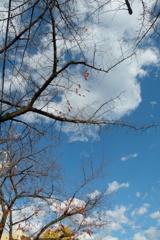 千住桜木の葉のないソメイヨシノの青空と白雲
