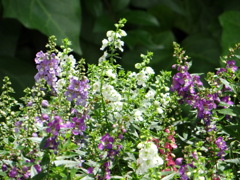アンゲロニアの花壇
