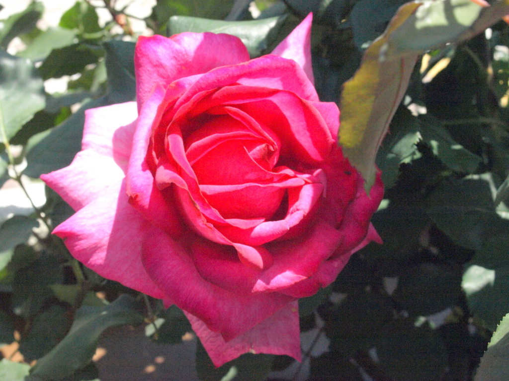 薔薇・バローレ