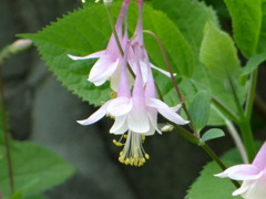 セイヨウオダマキの蕊