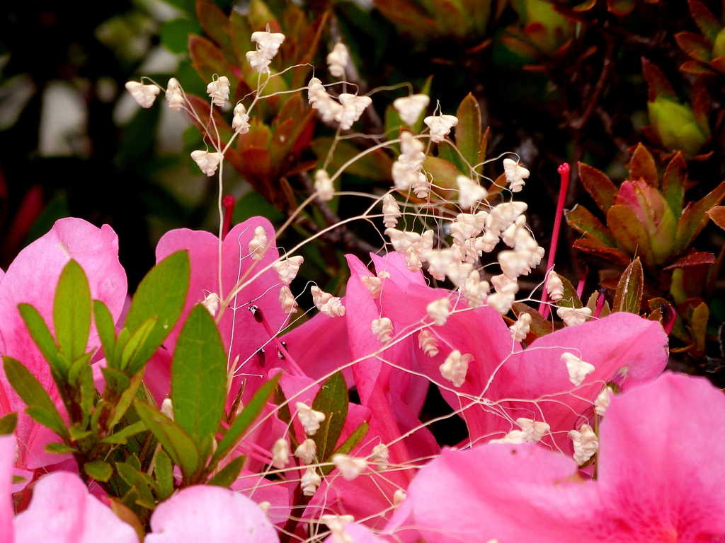 サツキとヒメコバンソウの天然しつらえ