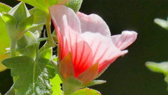 ギンレンカが咲き始める