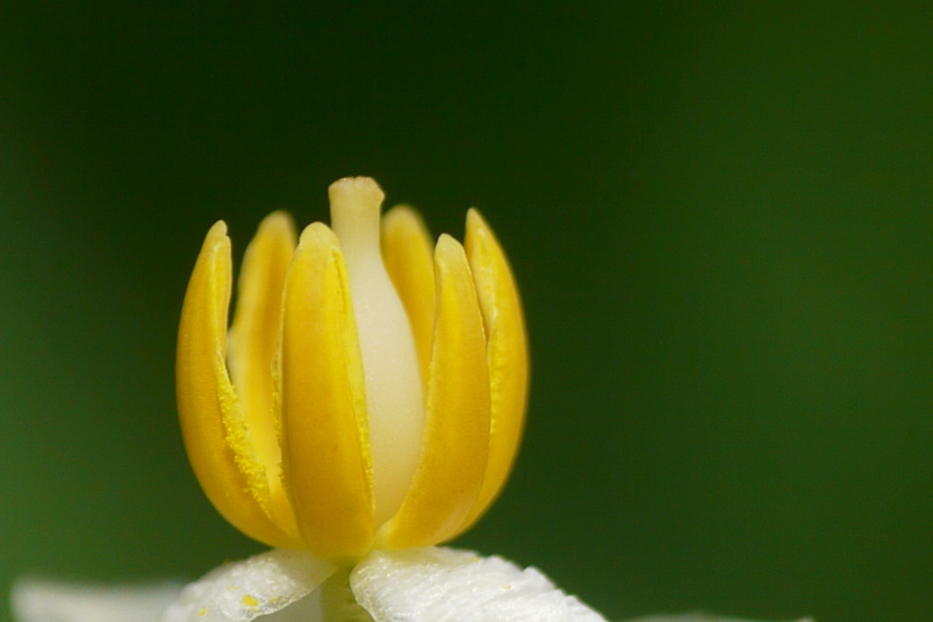 南天の花の蕊