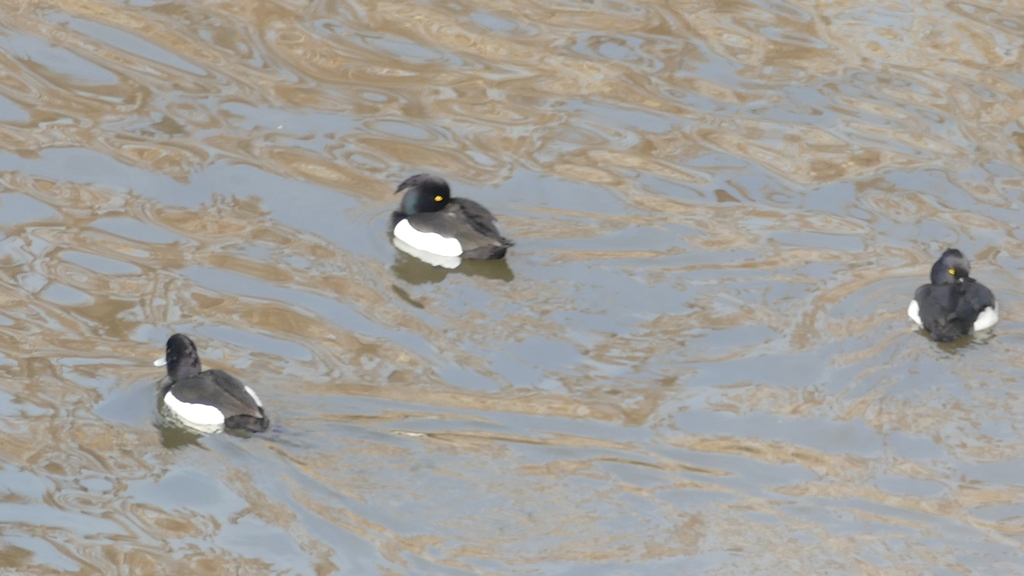 千住新橋下のキンクロハジロ