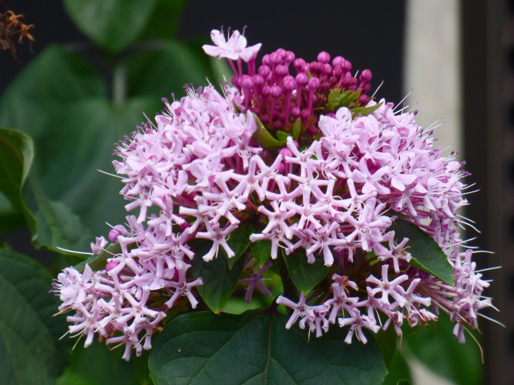 今頃かなボタンクサギ