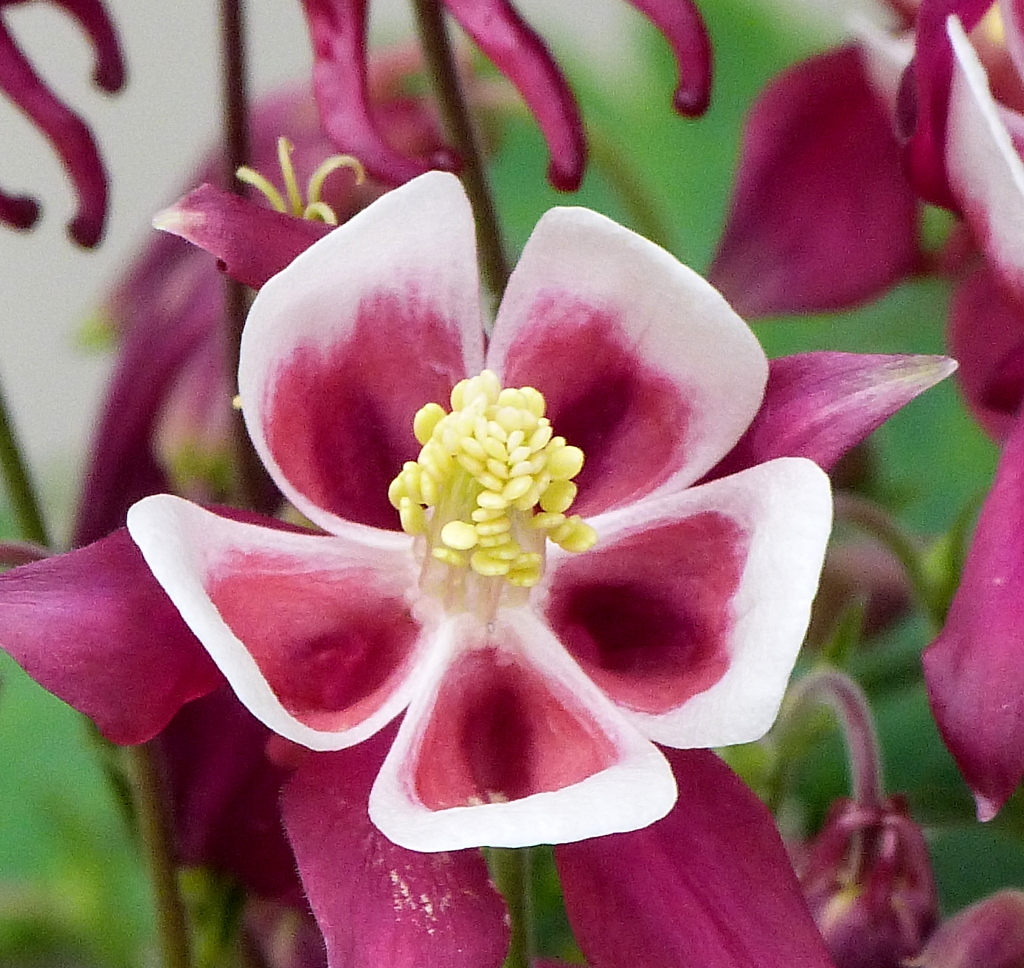 セイヨウオダマキ