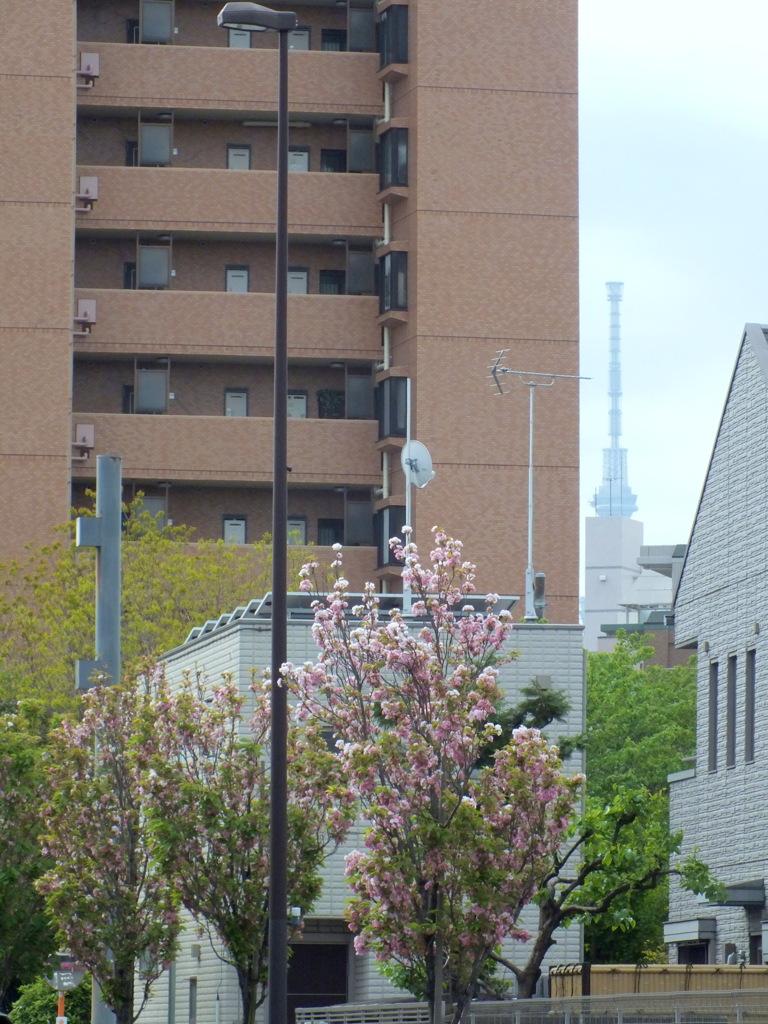 千住の隙間の東京スカイツリーと天の川街路樹