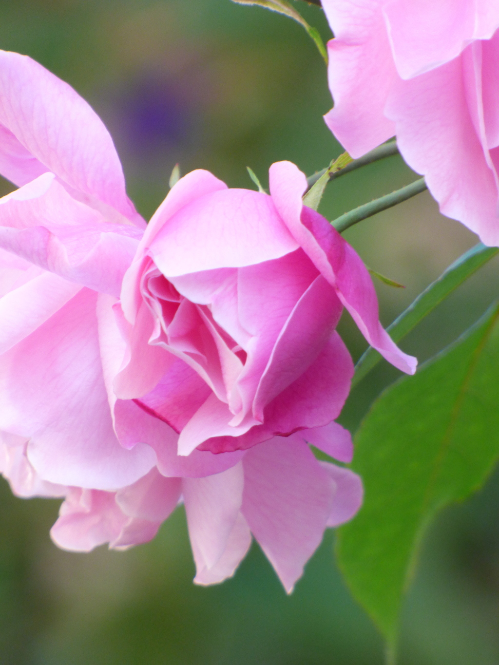 ピンクの秋薔薇