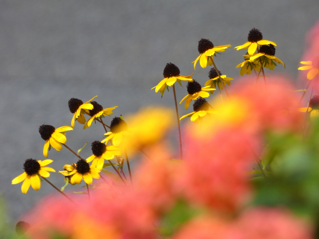 ルドベキア・タカオ