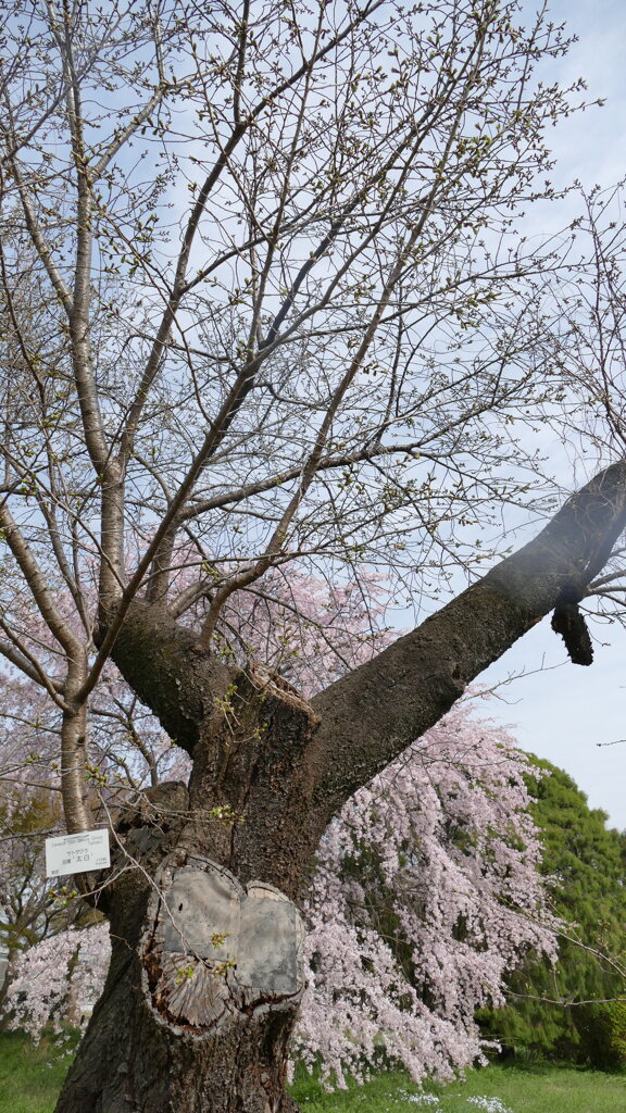 小石川植物園の里桜の太白古木