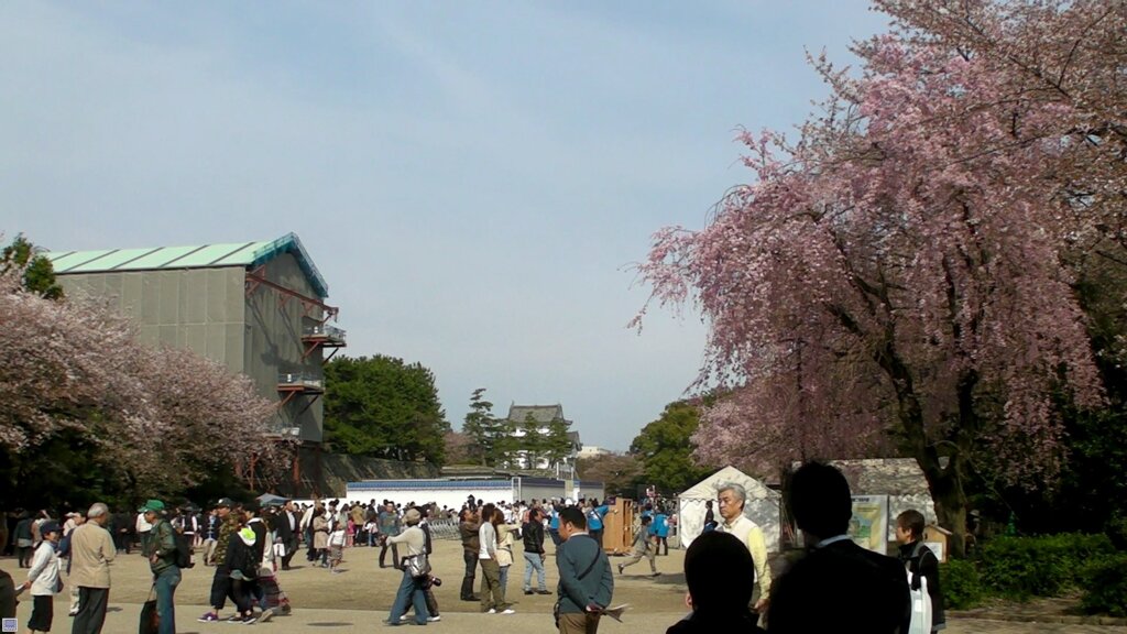 名古屋城内の紅枝垂桜の大広場