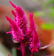 ノゲイトウセロシア