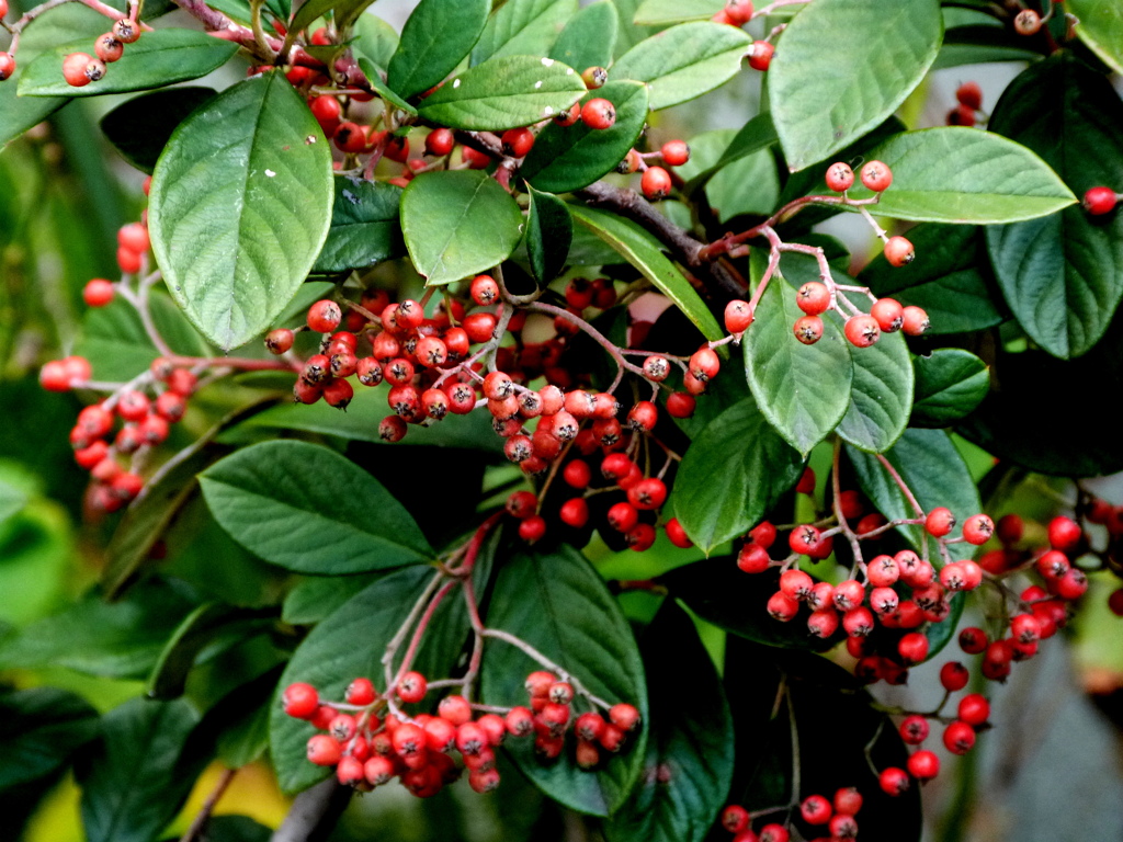 コトネアスター