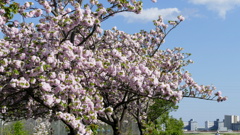 荒川堤の里ザクラ糸括・江戸・楊貴妃