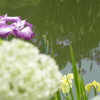 大宰府天満宮の紫陽花と黄菖蒲と