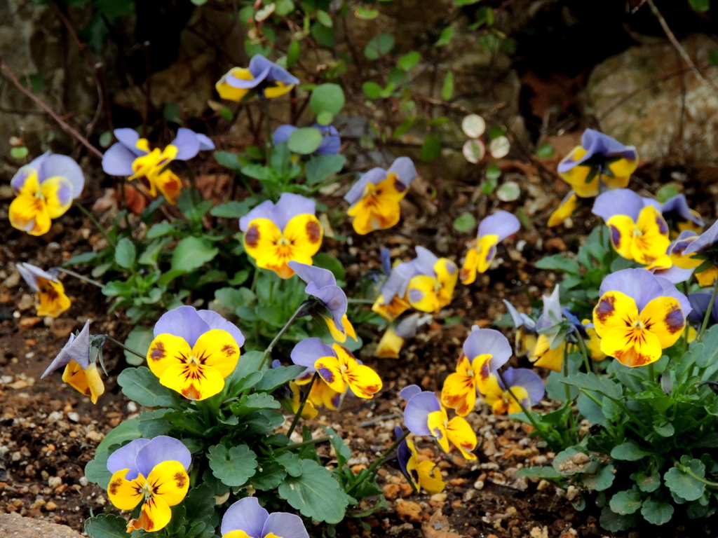 町屋の花壇のビオラ