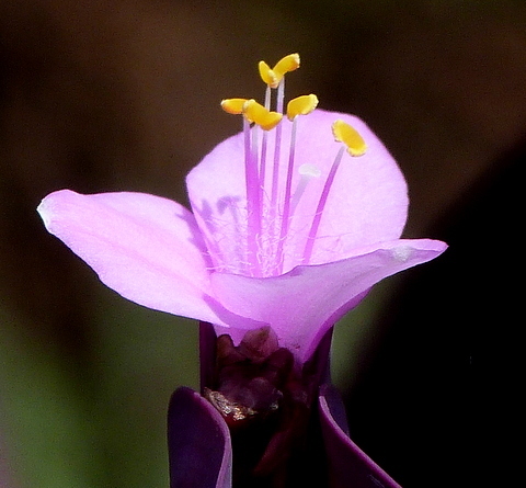 ムラサキゴテン（トラディスカンチア）