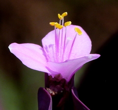 ムラサキゴテン（トラディスカンチア）