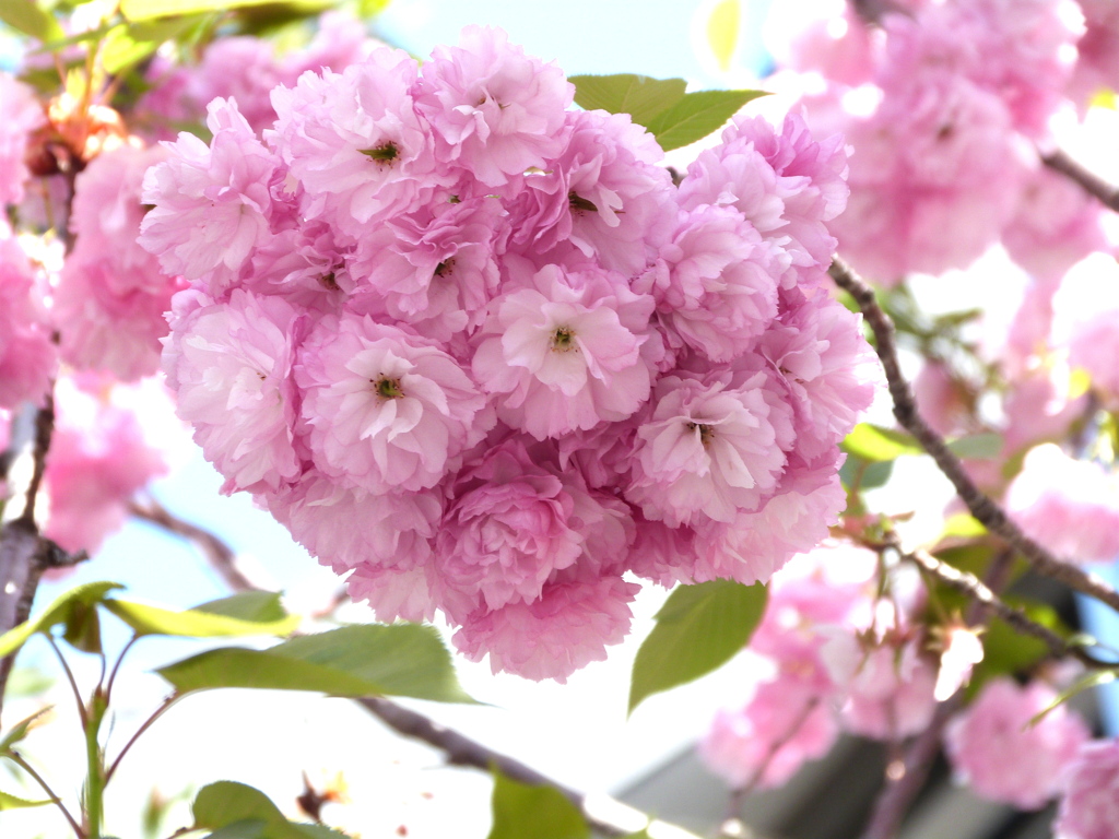 足立区花畑の街路の菊桜