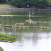 水前寺公園の池