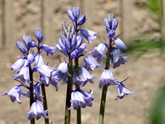 シラー・シベリカ