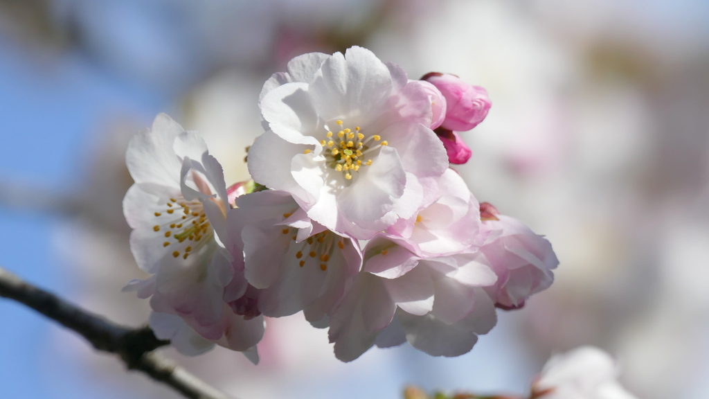 里ザクラの高砂