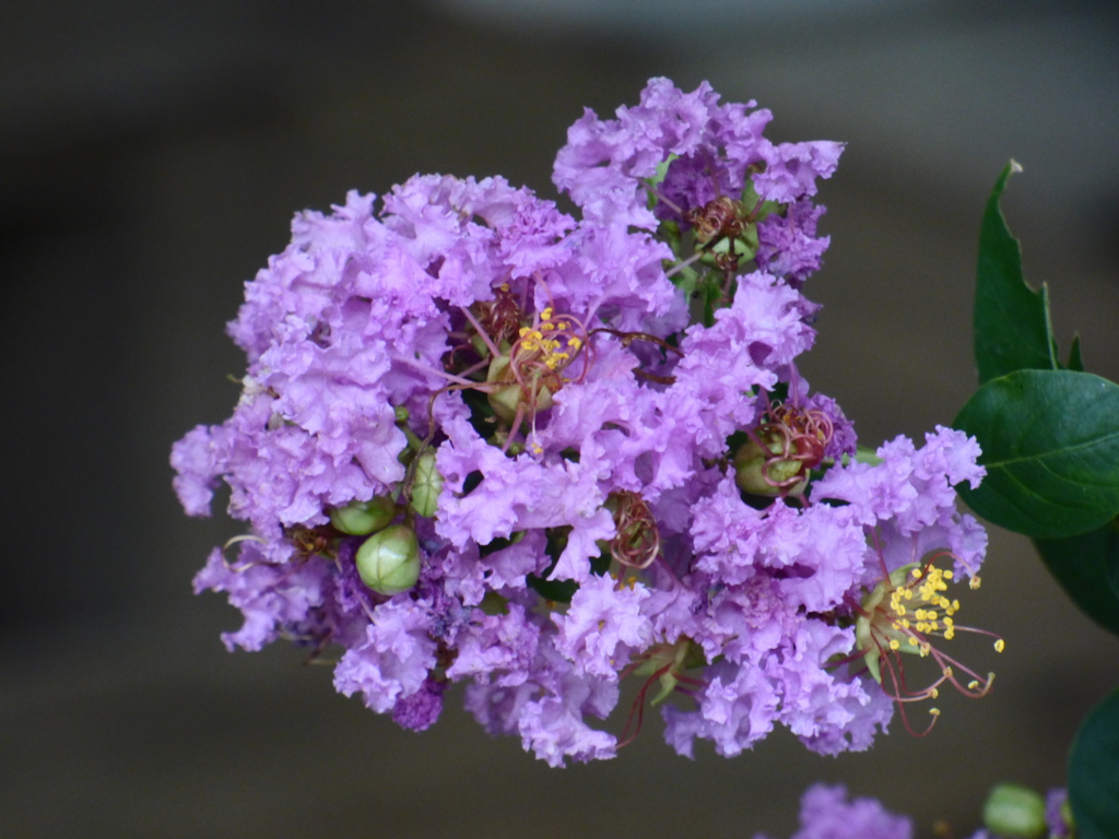 ムラサキの百日紅