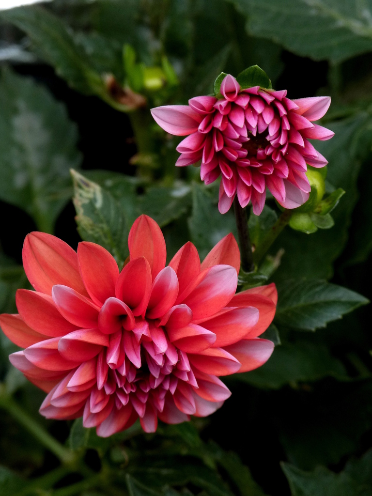 近所のダリア2輪