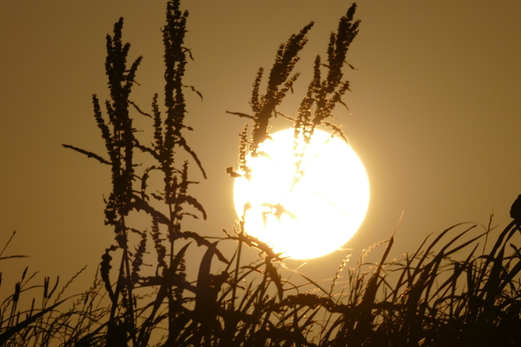 土手の夕日