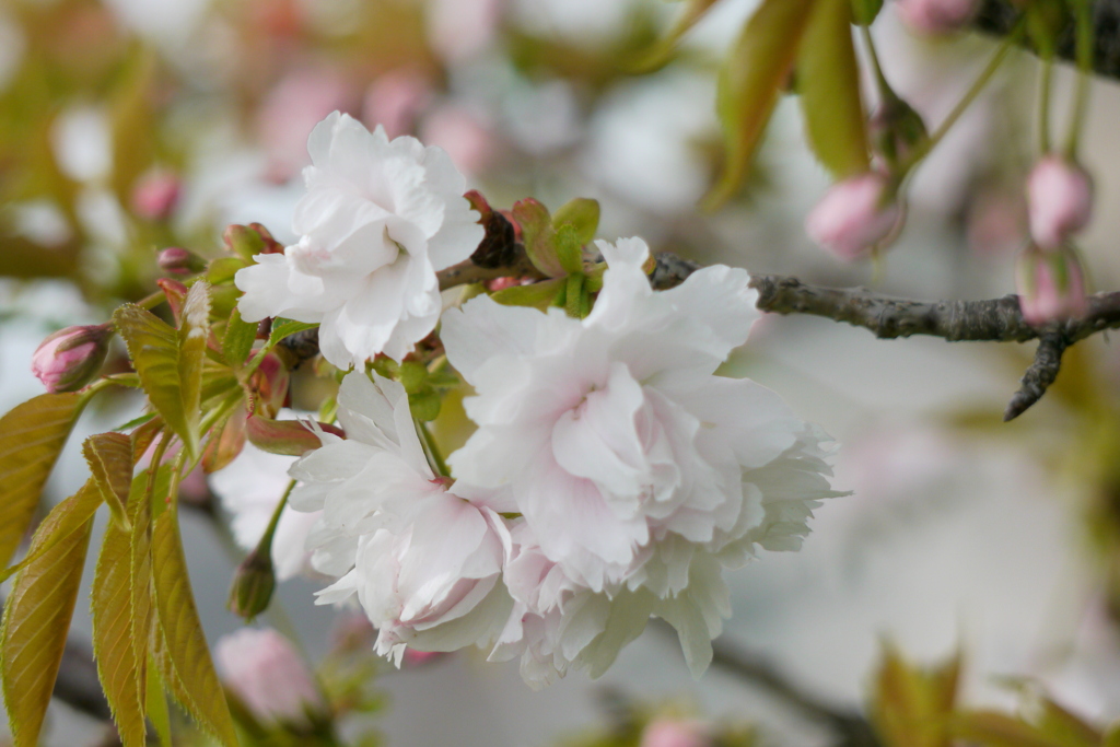 増山桜が咲き始めました