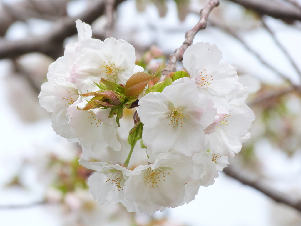 千住桜木公園の白妙桜