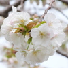 千住桜木公園の白妙桜