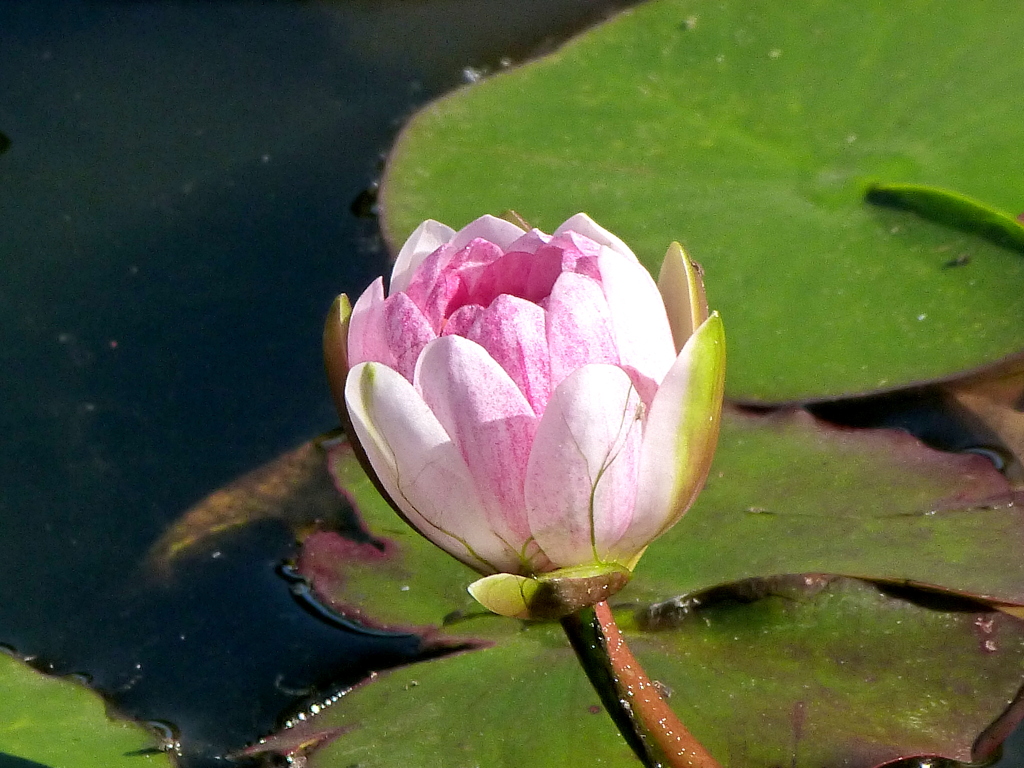 晩秋のスイレン