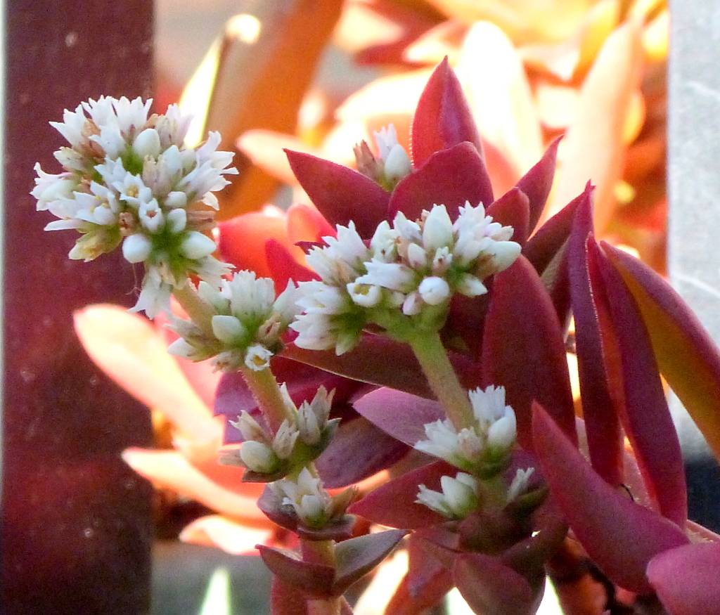 クラッスラ・紅葉まつり