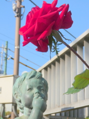 薔薇・レッドクイーン