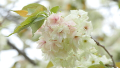 少しピンクが混じる里ザクラの鬱金