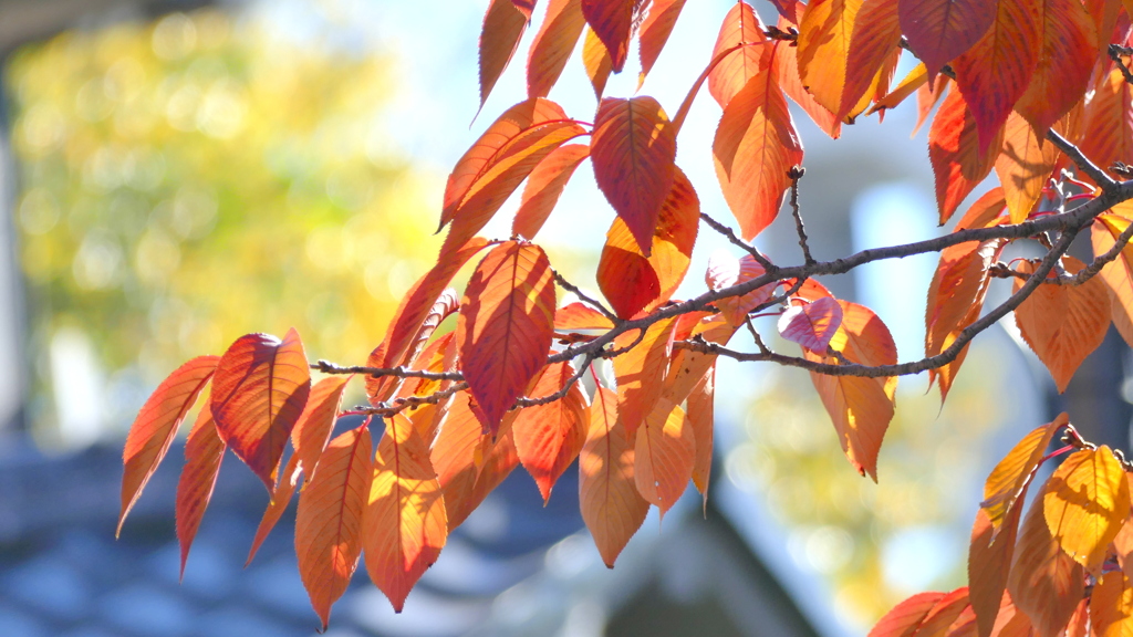 ソメイヨシノの紅葉