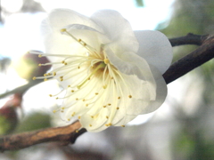 小梅の花