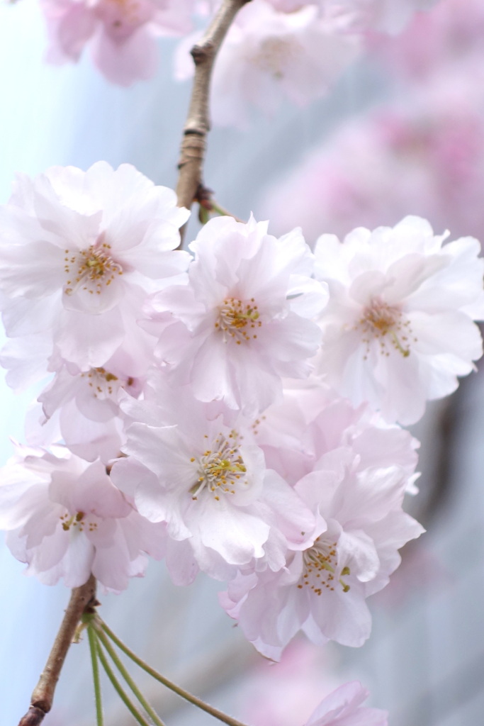 荒川区のビルの民家前の綺麗な八重紅江戸彼岸の枝垂れ桜