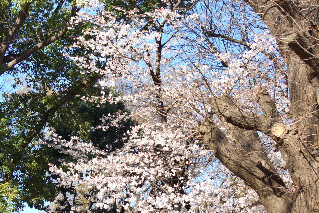 上野の科博前の森の広場のソメイヨシノ