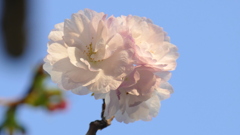 咲いた里ザクラ早咲き一葉桜
