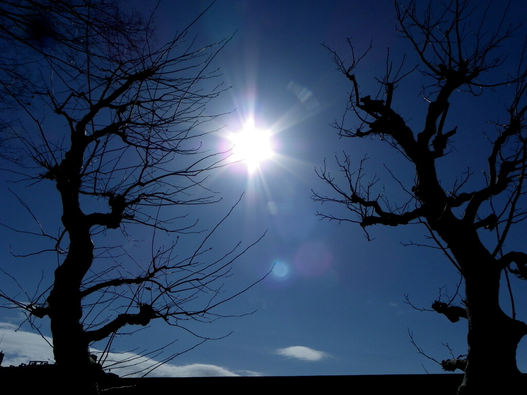 尾竹橋公園のプラタナスの間の太陽