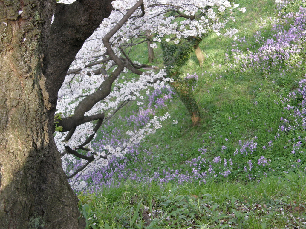 皇居の乾門の