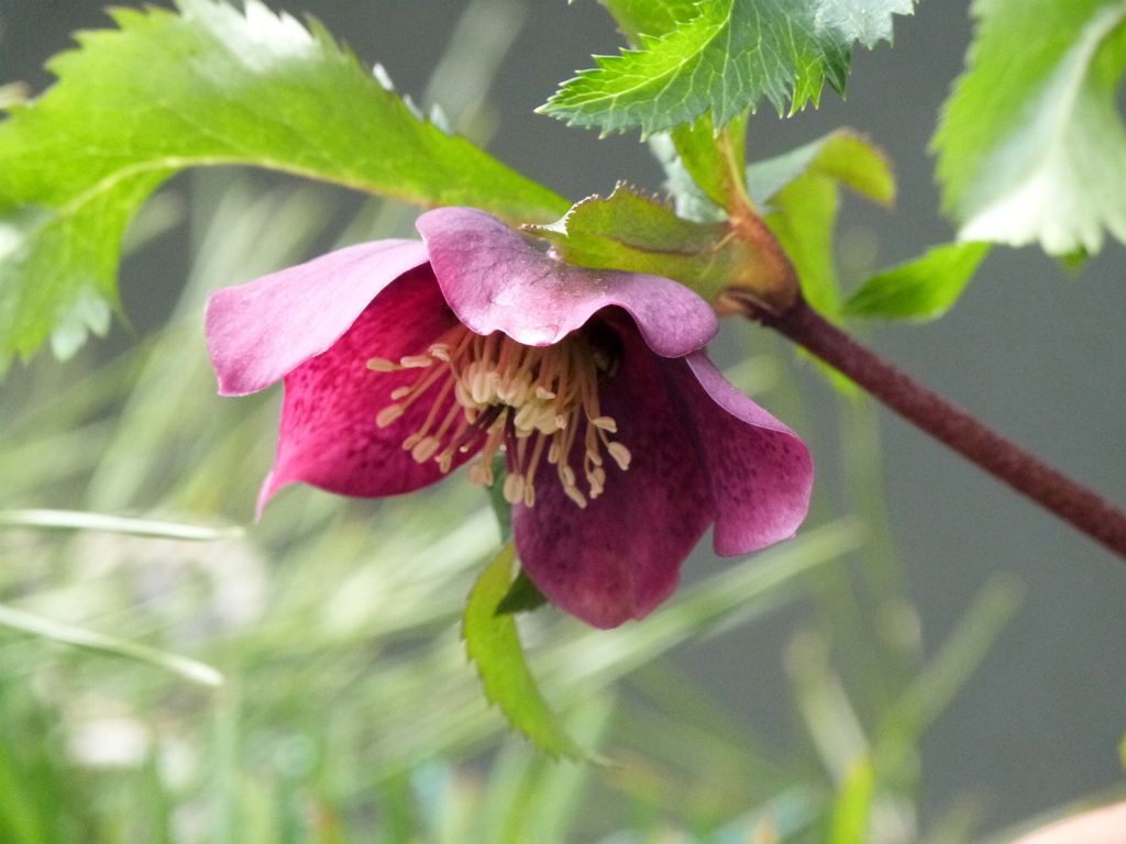 赤いクリスマスローズ